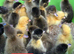 Female ducklings, miniature appleyard, runners, Khakis