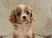 5 King charles cavalier puppies