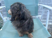 Dachshund