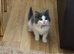 Emergency rehoming