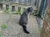 Grey tom
