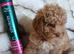 KC registered Toy Poodle puppies ready now