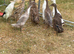 Ducks 9 sold all together