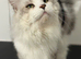 Stunning Maine coon available