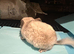 Baby boy chinchillas only no cage