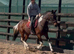 Best family horse