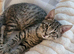 2 kittens