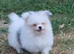 Pomeranian x shitzu. Boy. Fully vacinated. Ready to go