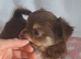 Long coat Tan/Blond and Chocolate Tri coloured chihuahua puppies