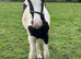 Batboy colt foal