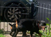 Rottweiler bitch KC registered
