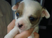 Chihuahua puppies for sale