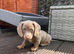 Miniature Dachshund puppies READY NOW