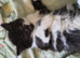 Gorgeous Ragamuffin x kittens.