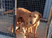 Beautiful KC registered labrador puppies