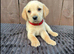 Goldador puppies 8 available 5 boys 3 girls