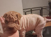 Shar pei puppy