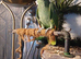 Orange wing amazon 2 year old semi as you can see in photo
