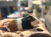 MALE guinea pigs