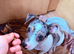 Jack russell X dachshund last puppy looking for forever home