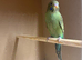 Young Blackface Budgies