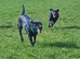 Outstanding Litter Of KC Puppies