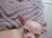 Cream Female Chihuahua
