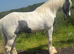 14.3/15hh riding cob