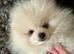 Exceptional White Pomeranian male &ndash; Top Pedigree