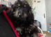 Daxiepoo girls and boys puppies are ready now