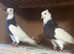Breeding Pair Black Iranian Toghies For Sale