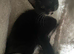 Kittens for sale