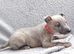 KC reg - Blue Brindle whippets