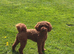 KC Registered miniature poodle for stud