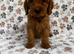 Cockapoo F2 puppies girls and boy Ready to go to there new loving homes