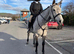 Veronica (Ronnie) is a 9yr old British Warmblood, 16.3hh Mare.