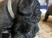 French bull dog cross old tyke English bulldog