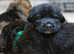 ** Elite Working GSDs &ndash; KC Reg, Health Tested **