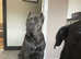 Champion bred cane corso stud