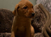 Fox red lab last big boy