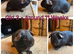 Boars/Sows looking for Pet Homes