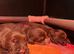 Gorgeous Chocolate working cocker pups