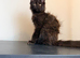 Ready now! XL Maine Coon Kittens!