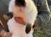 Pure California Rabbits Genuine Genetics