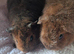 BEAUTIFUL BABY TEDDIES