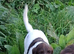 Gorgeous English Springer Spaniel Puppies