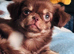 Extra small chihuahua puppies