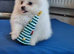 Tiny Pomeranian puppies teddy bear face. White girls and boys