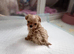 Teacup Doll Face Maltipoo Puppies