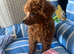 Tiny poodle asian boy